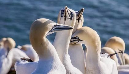 百家乐集团-安东尼奥谈U23国足冲决赛：50天苦练+海量视频复盘致胜